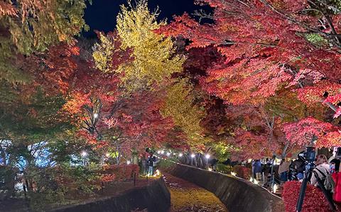 【切子】autumn evening Recommended spots for autumn foliage illumination in Kanto